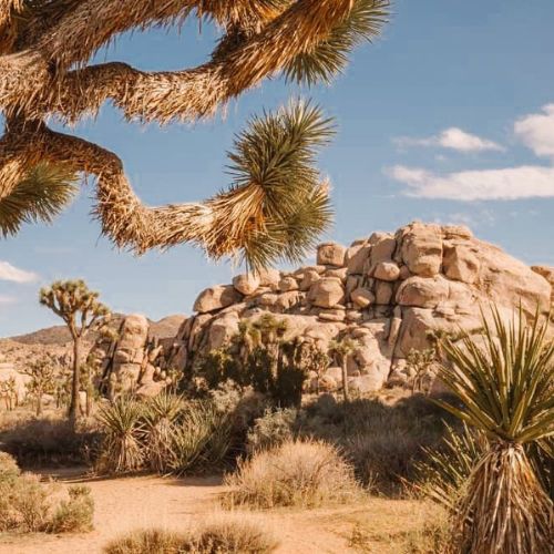 Joshua Tree National Park