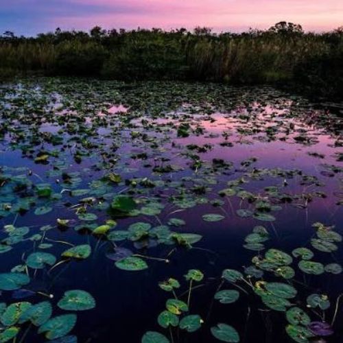The Everglades