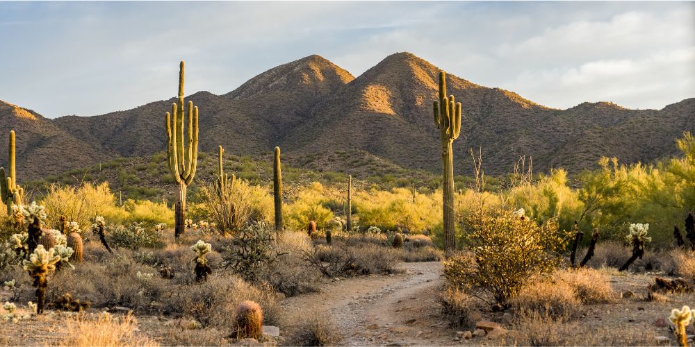 Phoenix Travel Guide The Ultimate 3-Day Itinerary, Attractions & Local Tips 
