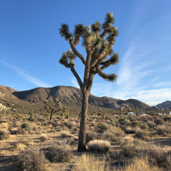 Why Visit Phoenix