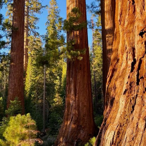 Redwood Regional Park