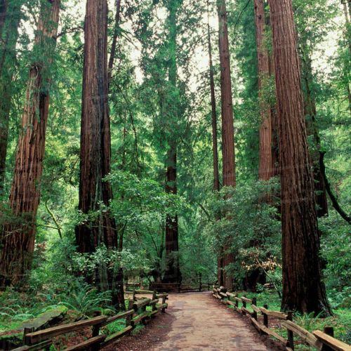 Muir Woods and the Marin Headlands