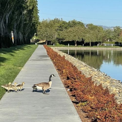 Redwood Shores Lagoon