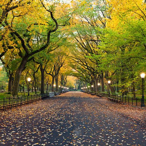 Spend a Peaceful Morning in Central Park