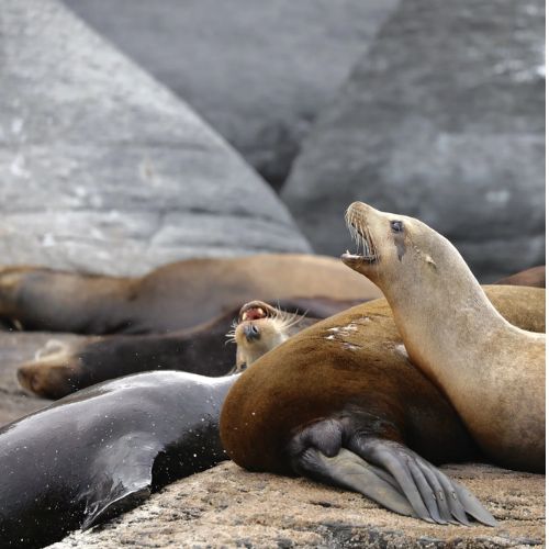 Look for Local Wildlife