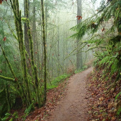 Forest Park