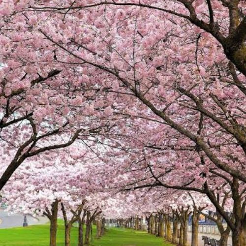 Tom McCall Waterfront Park
