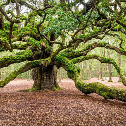 Johns Island