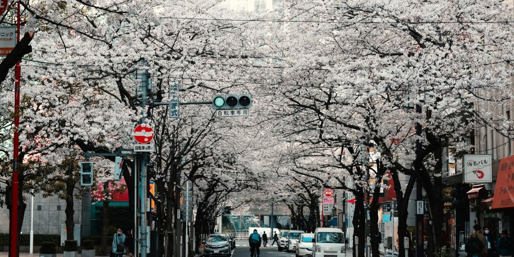 Why Visit Japan in 2026