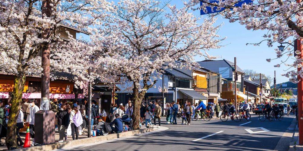 Japan Cherry Blossom 2026