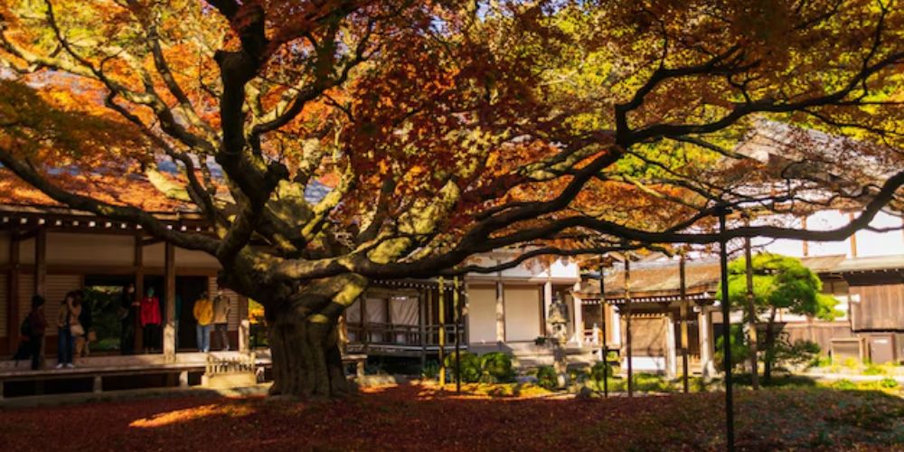 Autumn in Japan