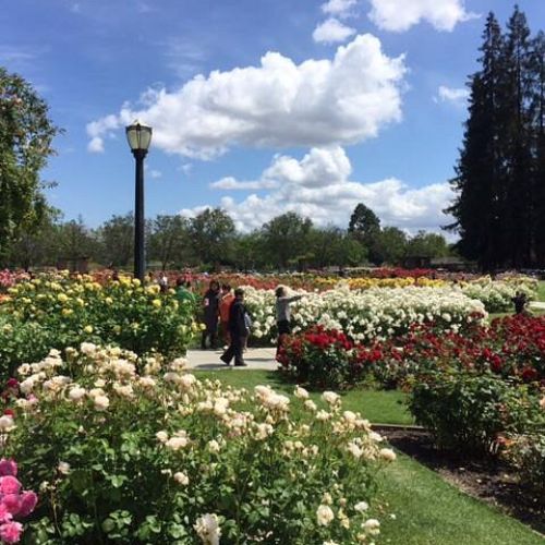 Municipal Rose Garden