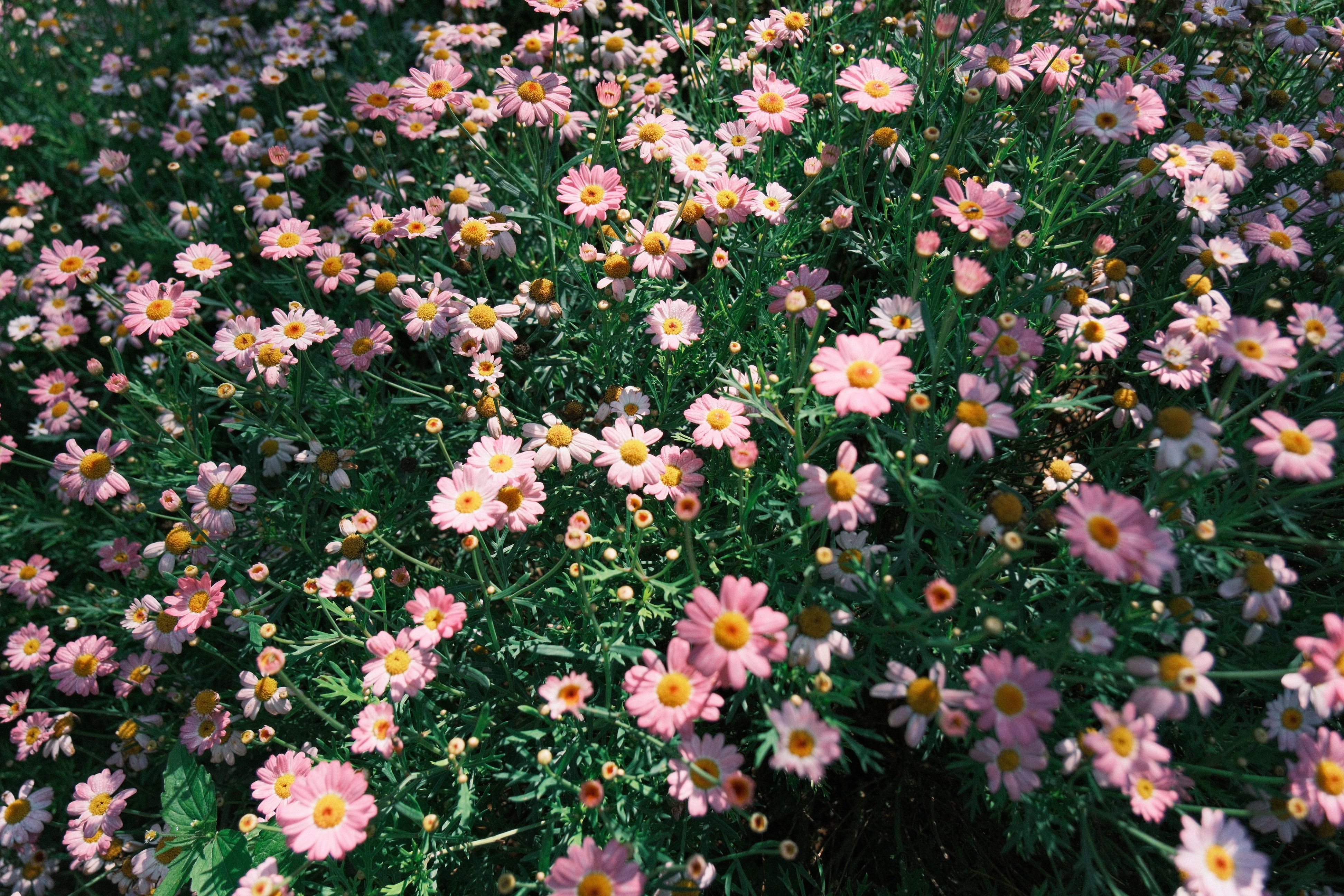 Gardens Escapes